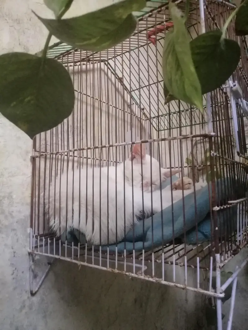 . my cat baby so cute Iss ko koi masla nahi ha na ya benar ha — photo 2