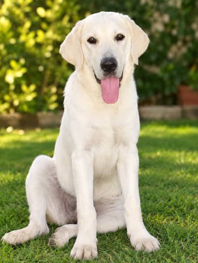 Trained Labrador Dog for sale