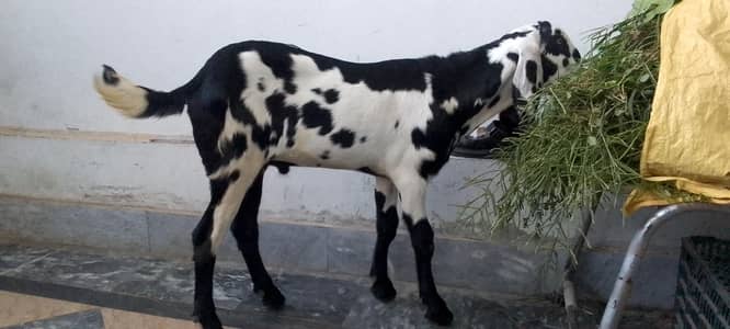 bahot acha bakra for sale bahot achi height kara ga