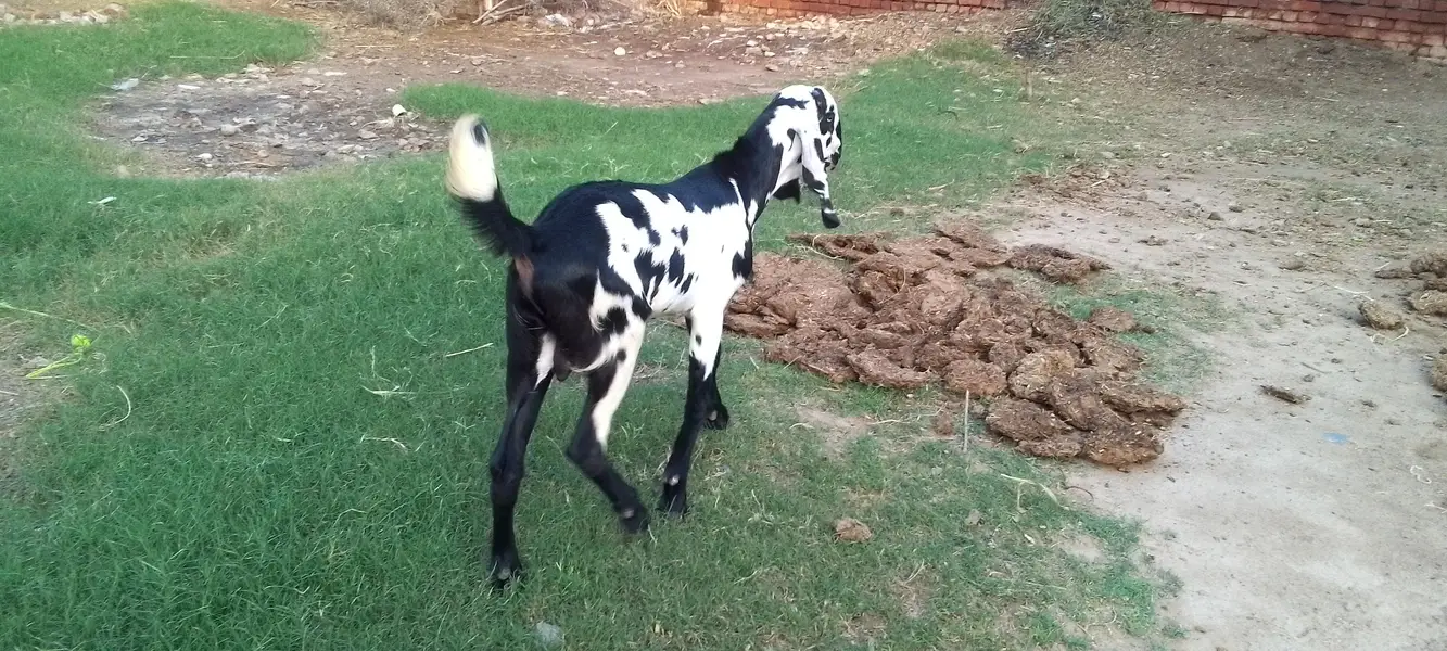 bahot acha bakra for sale bahot achi height kara ga — photo 2