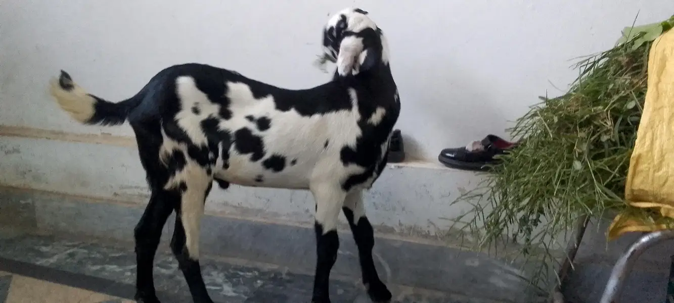 bahot acha bakra for sale bahot achi height kara ga — photo 3