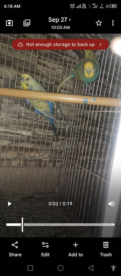 Rainbow budgie pair