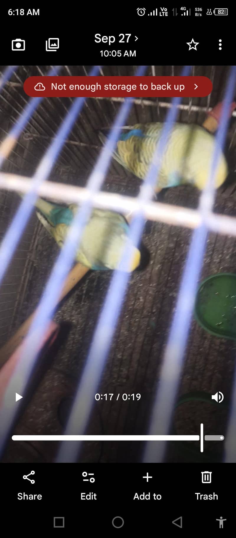 Rainbow budgie pair. sirf Lene wale msg kren 1