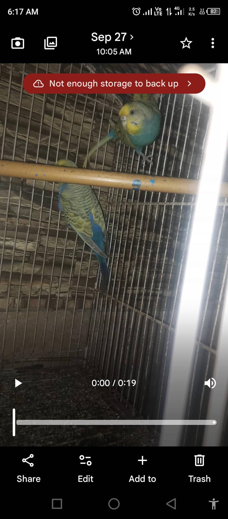 Rainbow budgie pair. sirf Lene wale msg kren 2