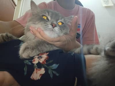want to cross with female cat