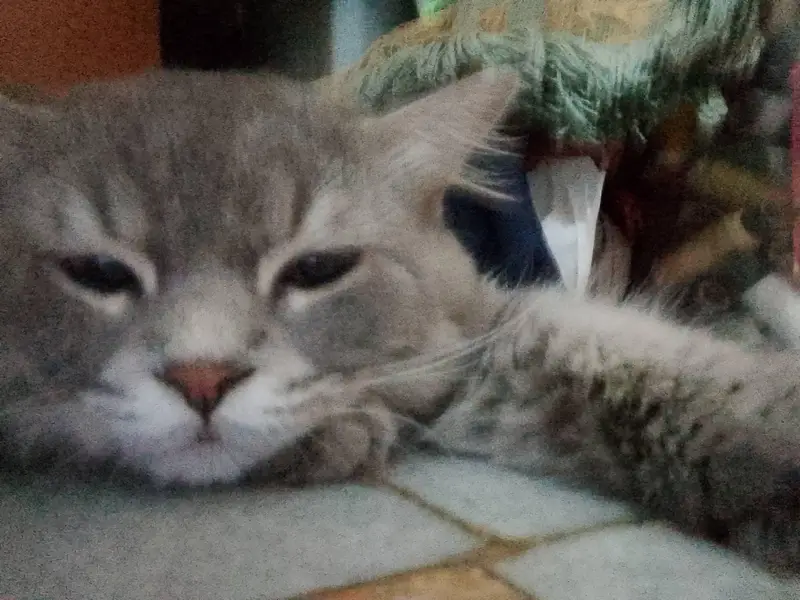 want to cross with female cat — photo 2