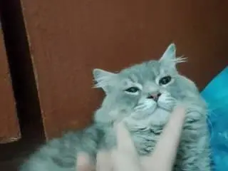 want to cross with female cat — photo 4