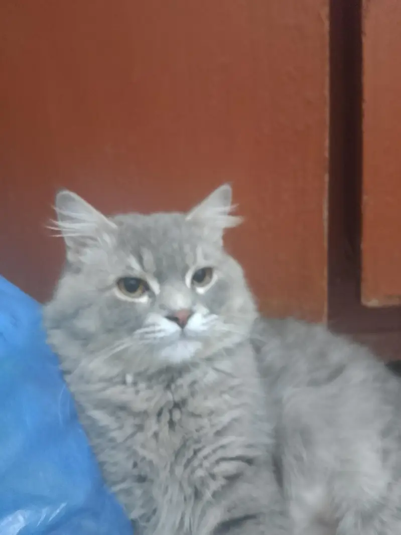 want to cross with female cat — photo 6