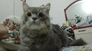 want to cross with female cat — photo 9