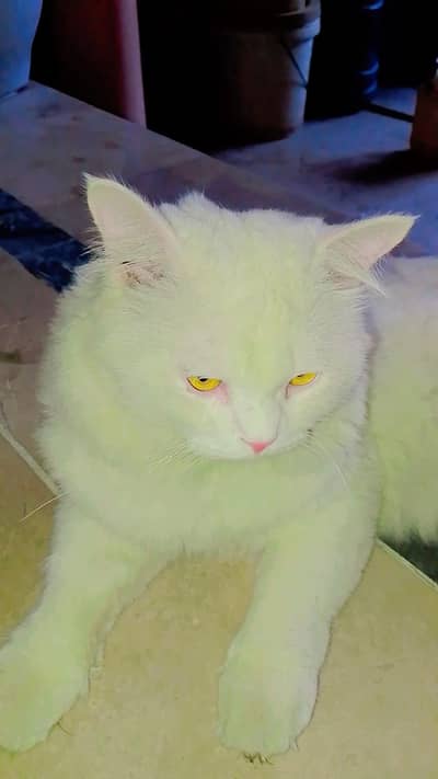 Persian cat for sale in Toba Tek singh