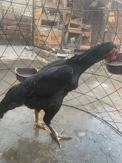 Pure black shamo female quality