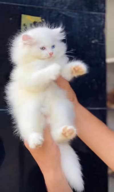 Persian kitten triple cot. for sale WhatsApp my 03469014953