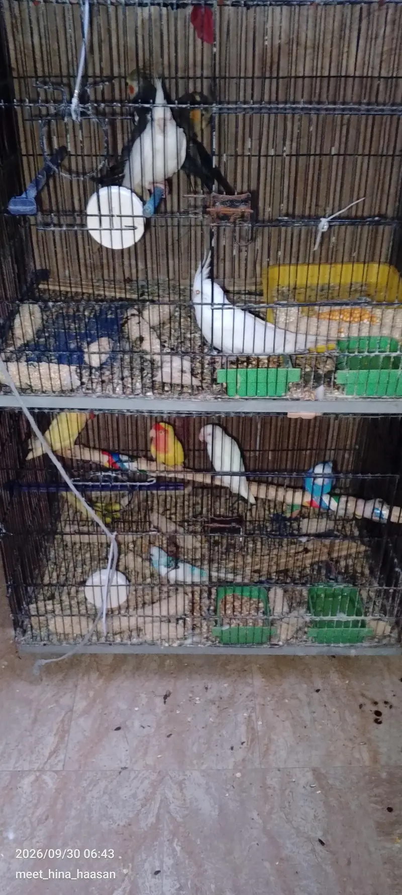 breading cocktail and breading lovebirds pair — photo 2
