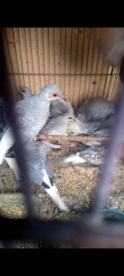 white tail doves