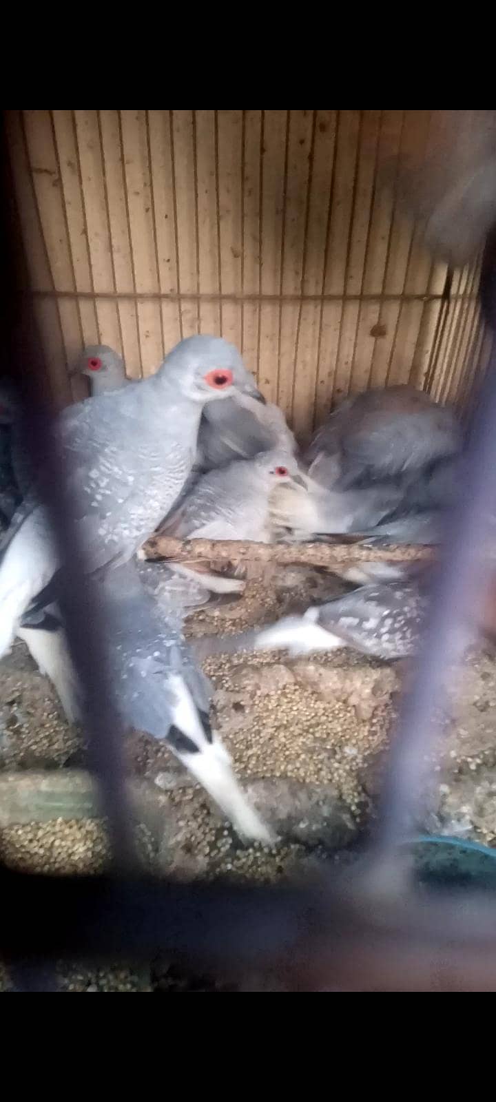 white tail doves 0