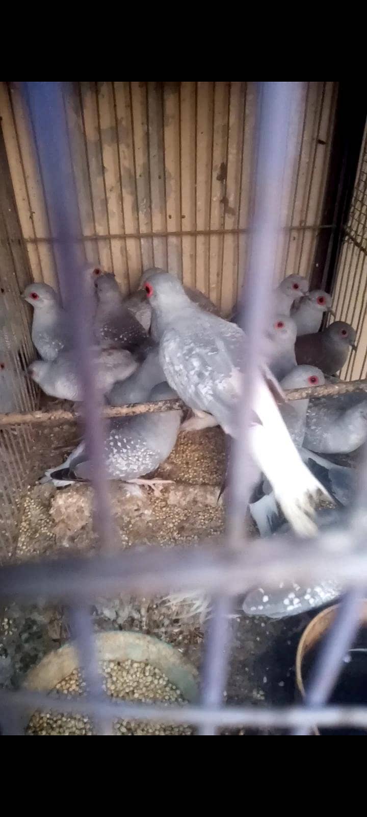 white tail doves 1