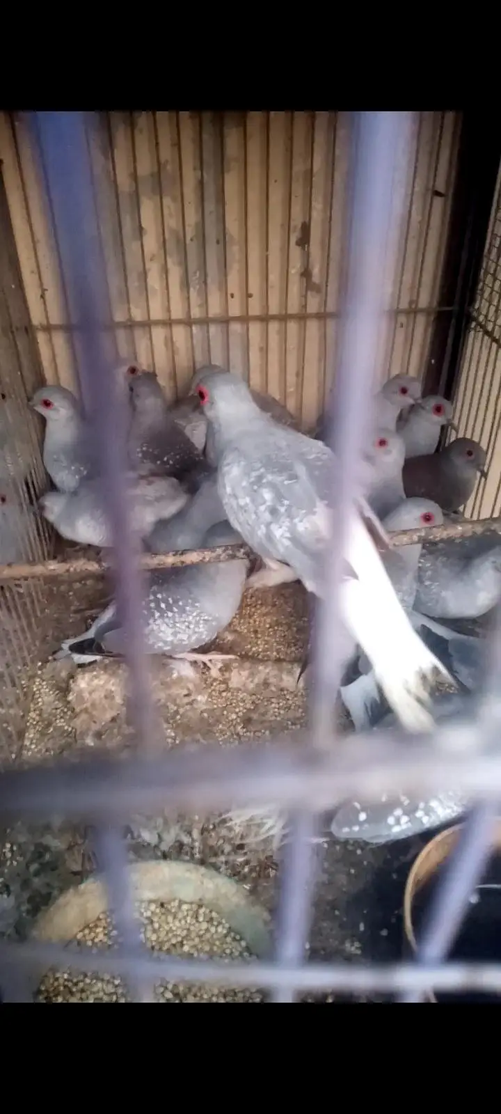 white tail doves — photo 2