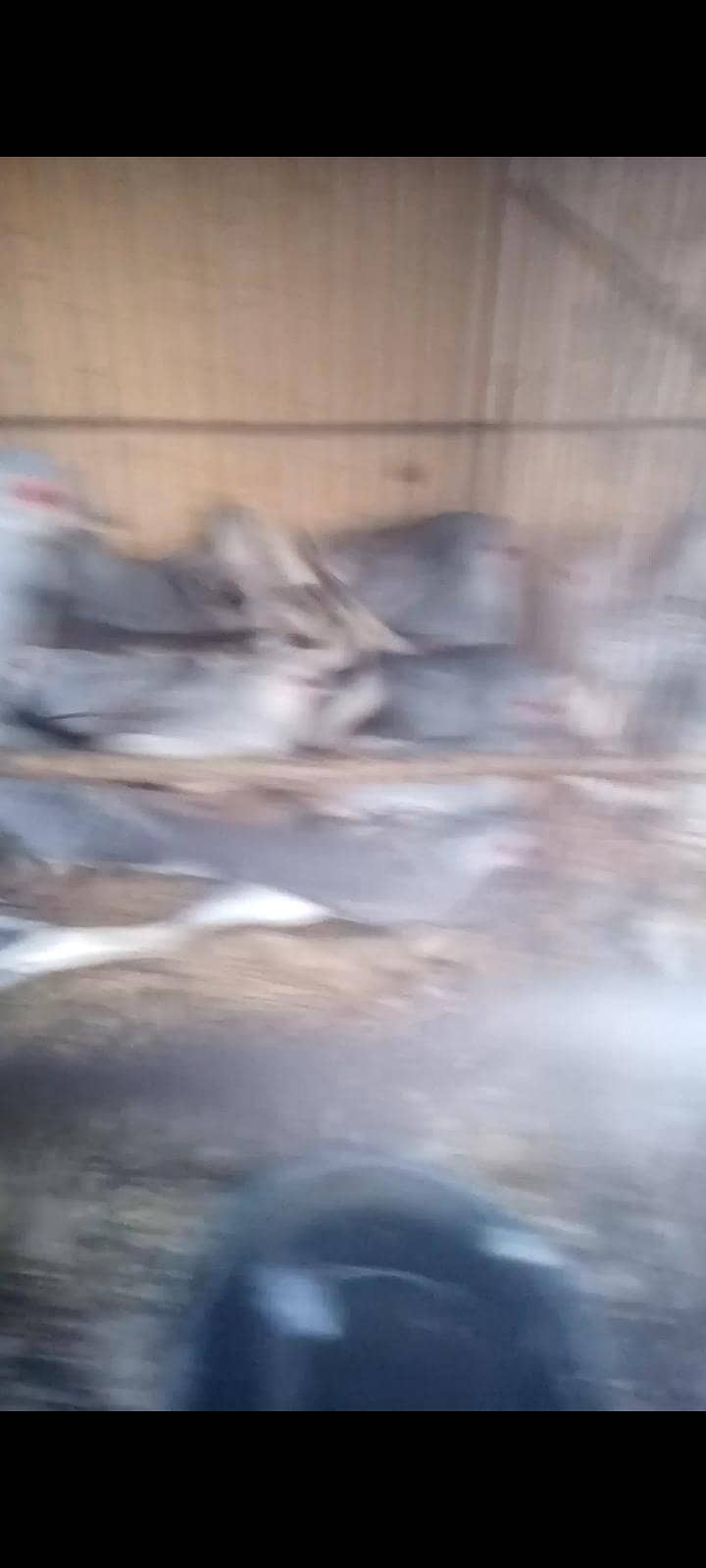 white tail doves 2