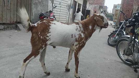 goat ghr ki pali jorhi ha03237612621. urgant sale krni ha