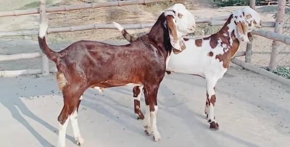 desi Bakra for sale