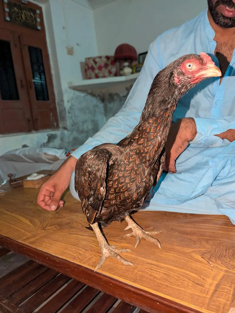 Aseel Hen — photo 2