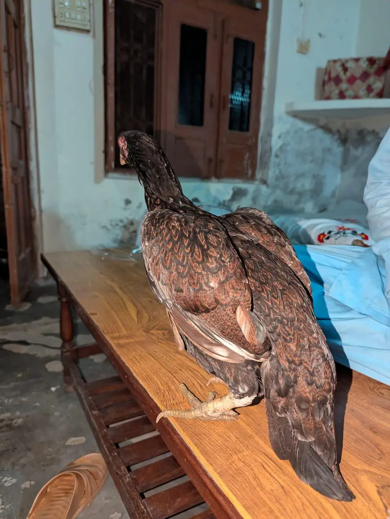 Aseel Hen — photo 3