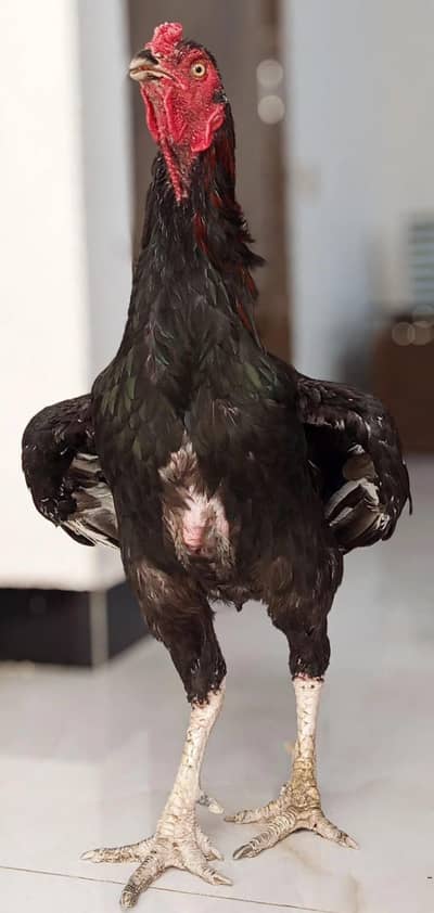 Best breeder pair 1 Aseel murgha 3 Female. .