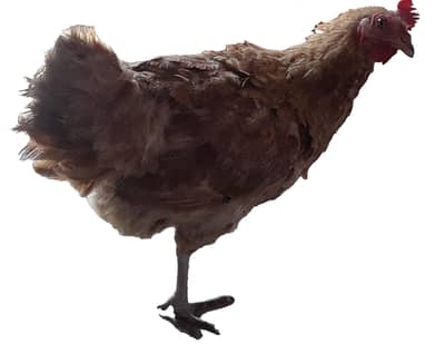 9 hens and 4 cocks