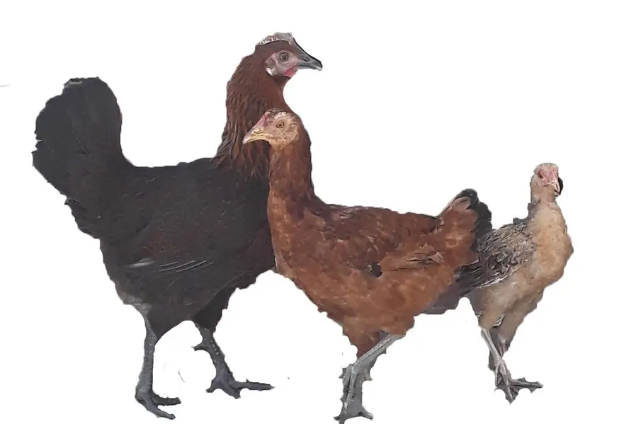9 hens and 4 cocks — photo 3