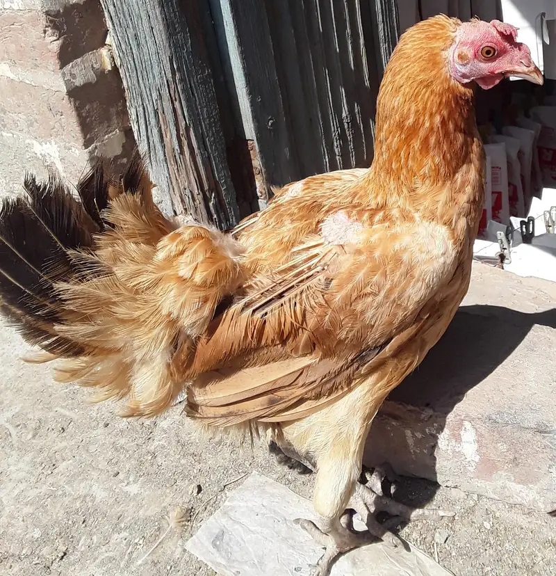 9 hens and 4 cocks — photo 4