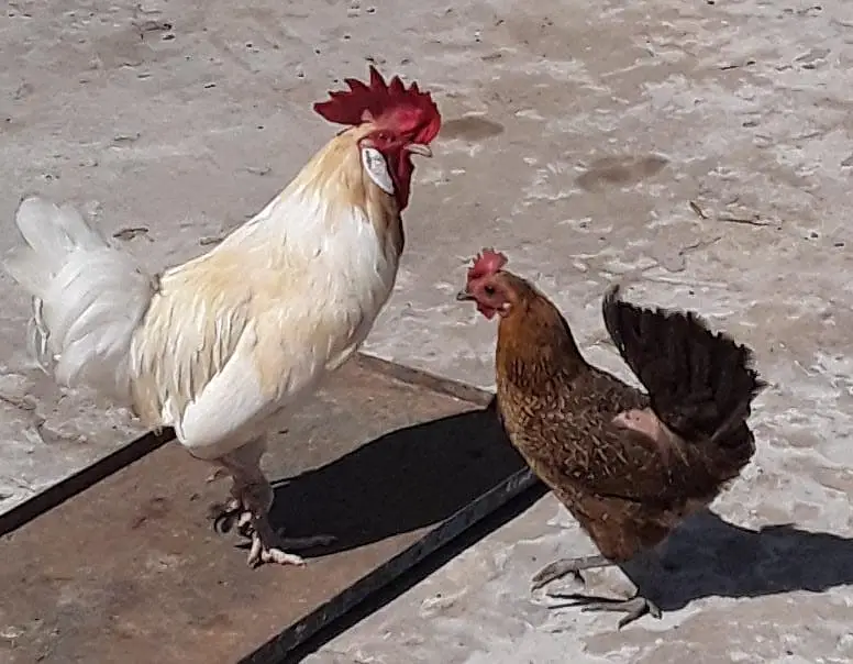 9 hens and 4 cocks — photo 5