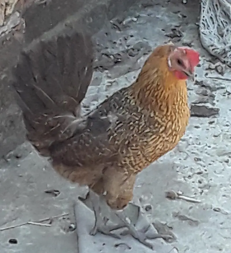 9 hens and 4 cocks — photo 6