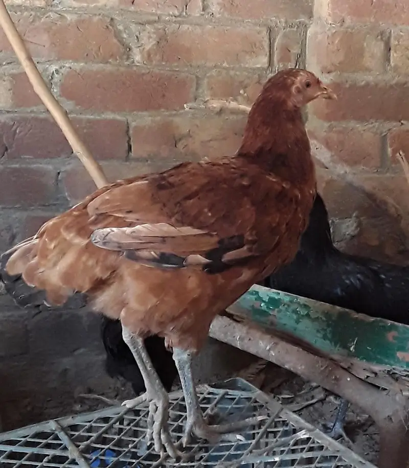 9 hens and 4 cocks — photo 7