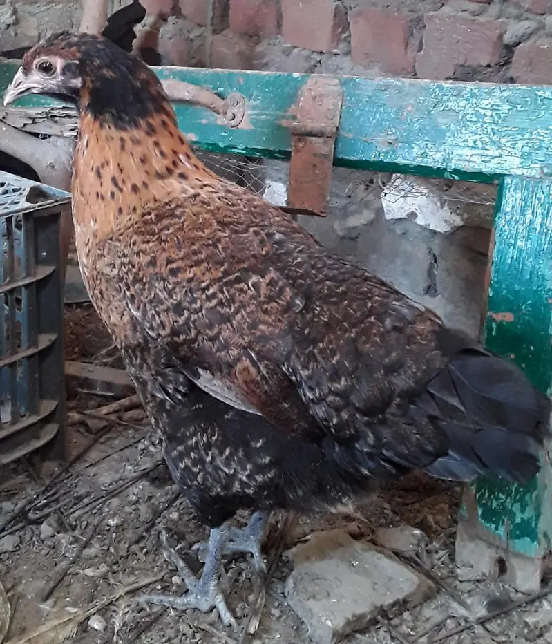 9 hens and 4 cocks — photo 8