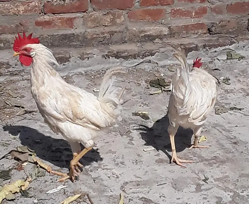 9 hens and 4 cocks — photo 9