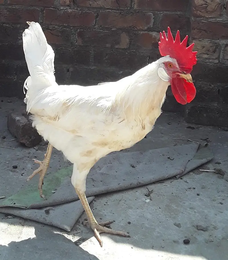 9 hens and 4 cocks — photo 10