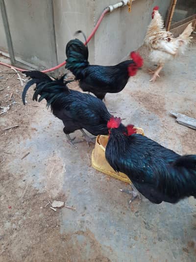 Astrolops Breeder