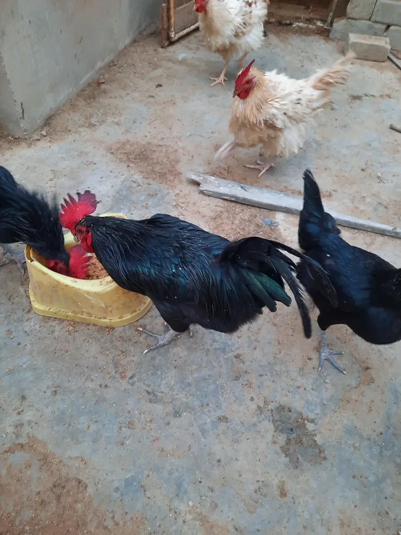 Astrolops Breeder — photo 2