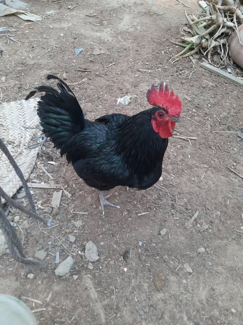 Astrolops Breeder 2