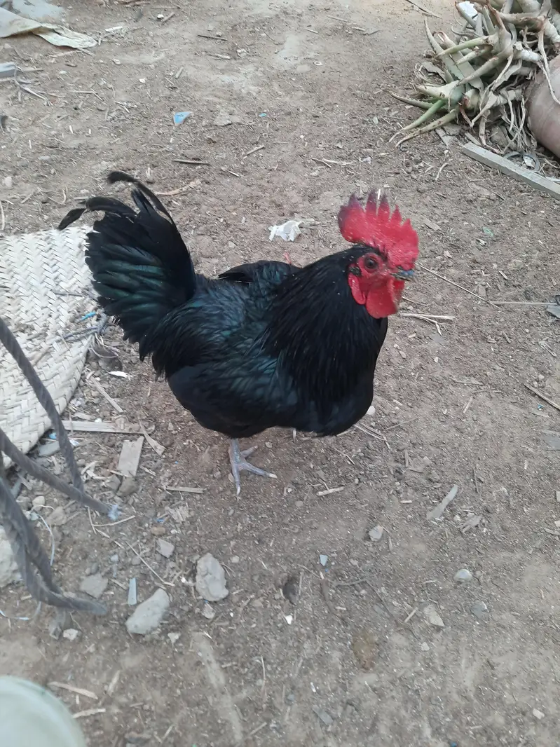 Astrolops Breeder — photo 3