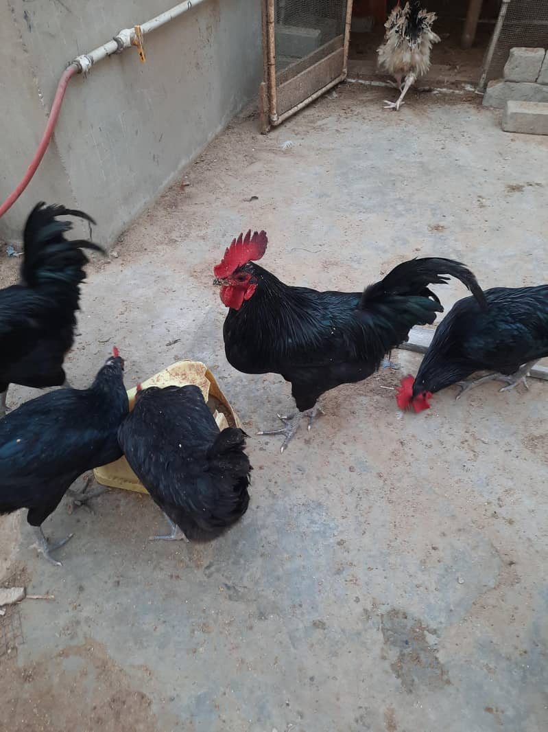 Astrolops Breeder 4