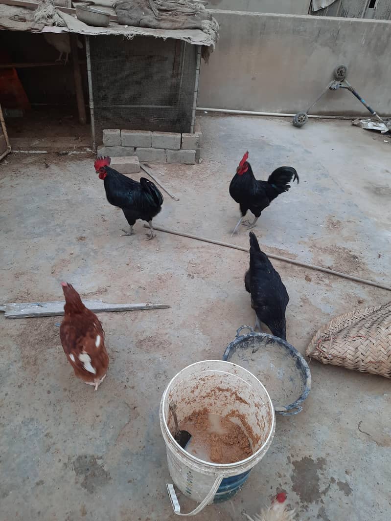 Astrolops Breeder 6