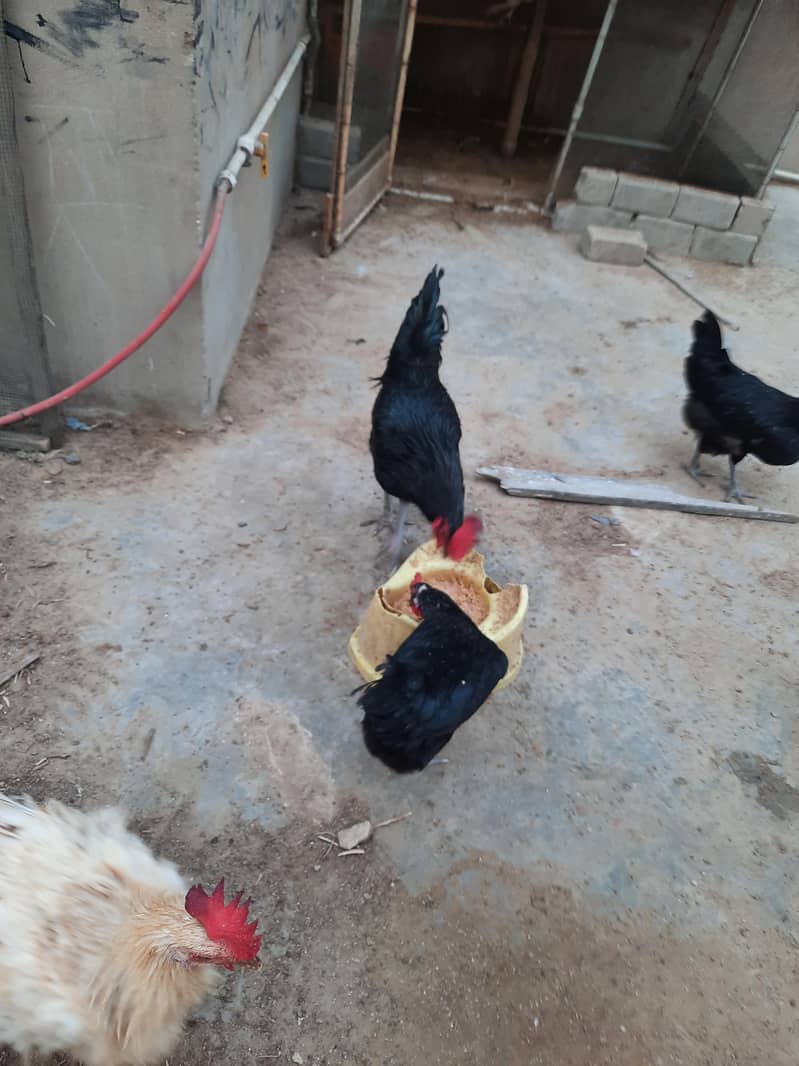 Astrolops Breeder 7