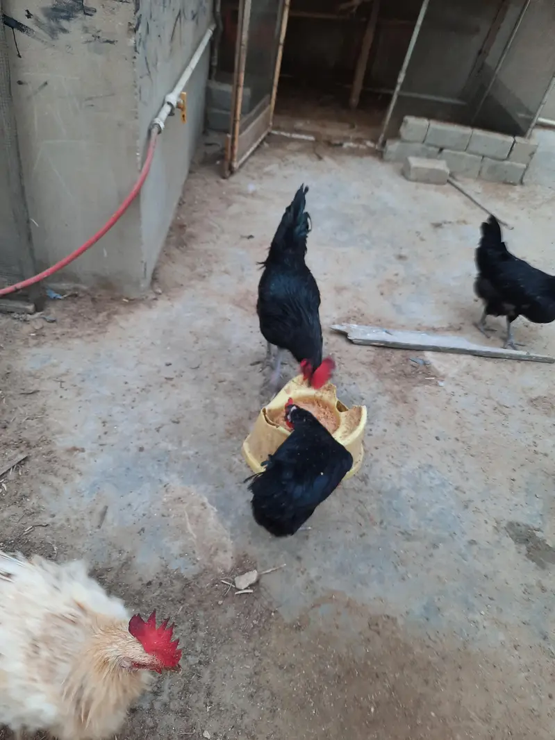 Astrolops Breeder — photo 8