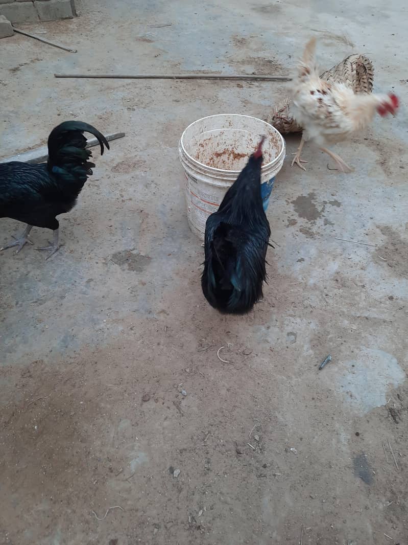 Astrolops Breeder 8