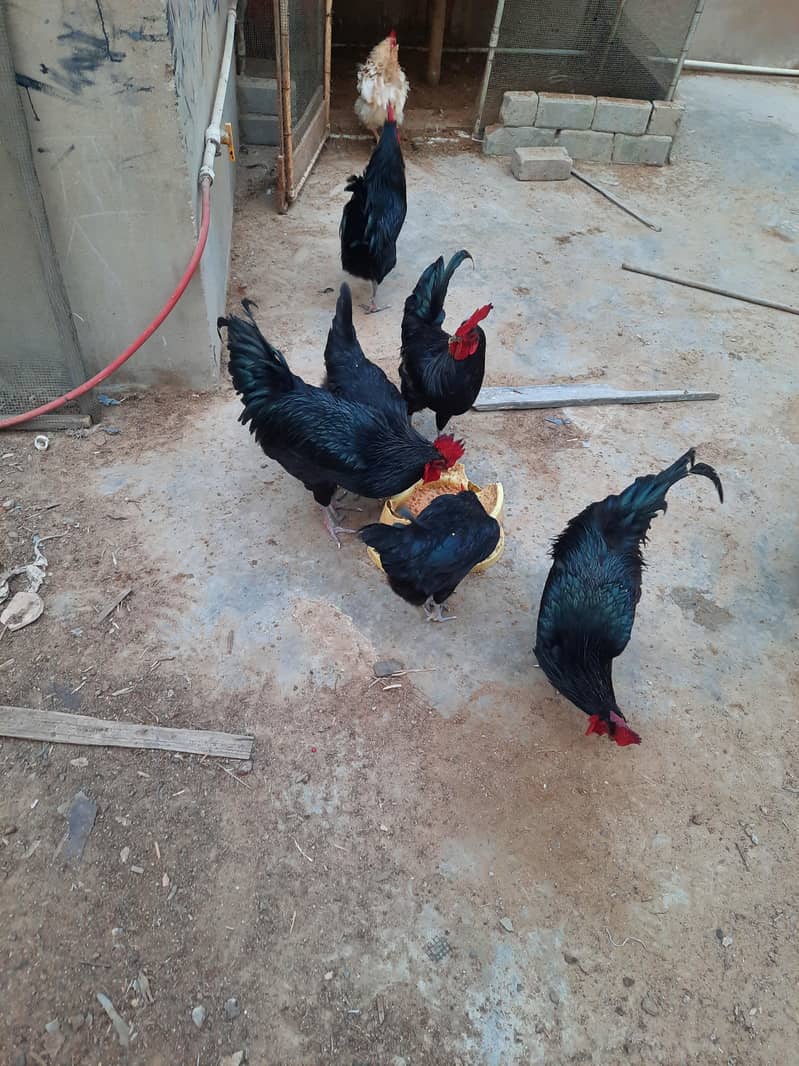 Astrolops Breeder 10