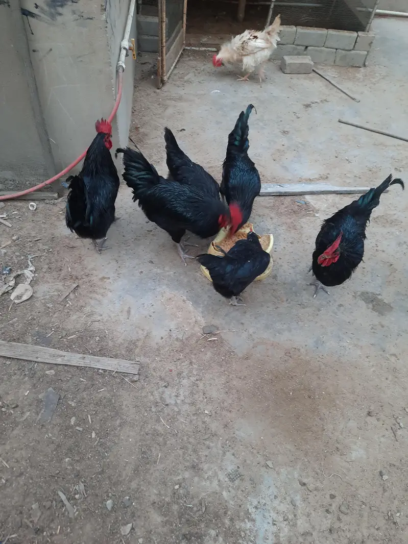 Astrolops Breeder — photo 12