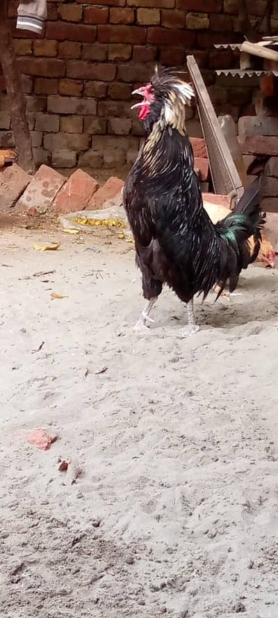 urgent for sale