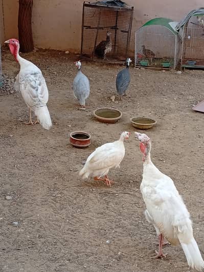 turkey pair for sale very healthy white color