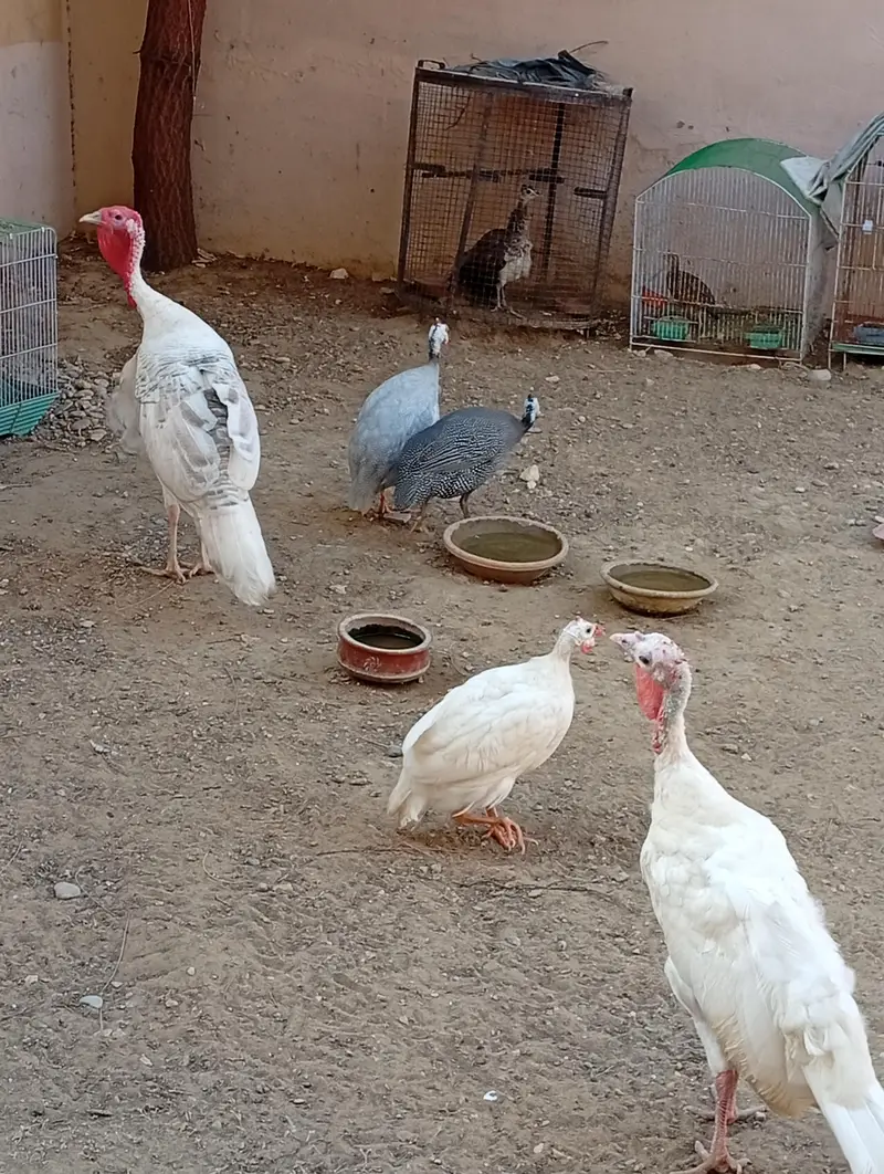 turkey pair for sale very healthy white color — photo 2
